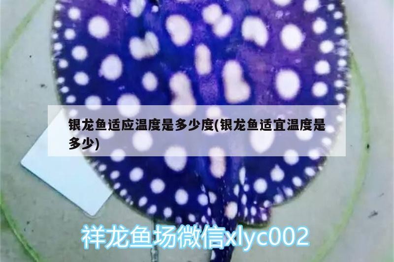 銀龍魚適應溫度是多少度(銀龍魚適宜溫度是多少)