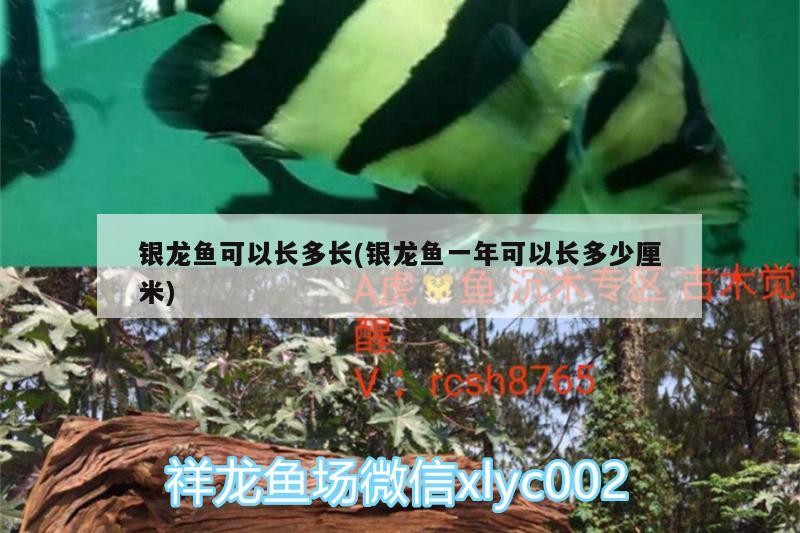 魚缸 銀龍魚可以長多長(銀龍魚一年可以長多少厘米) 銀龍魚百科 銀龍魚可以長多長(銀龍魚一年可以長多少厘米) 銀龍魚可以長多長(銀龍魚一年可以長多少厘米) 銀龍魚百科