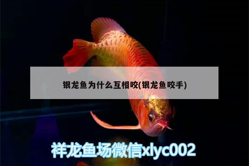 銀龍魚為什么互相咬(銀龍魚咬手)