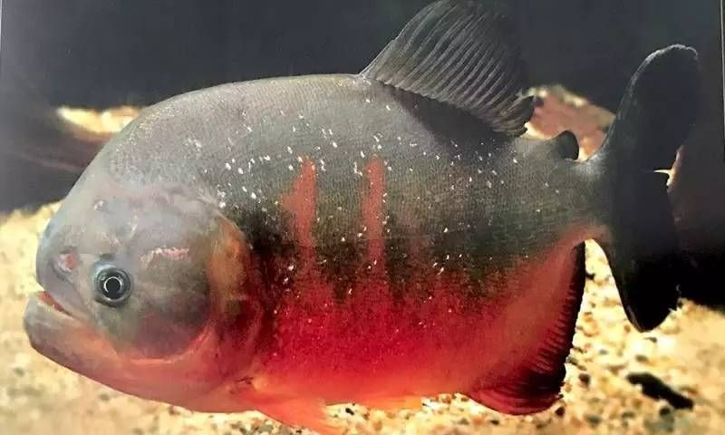 虎魚身上黑紋有黑點是什么：虎魚身上黑紋有黑點是什么原因