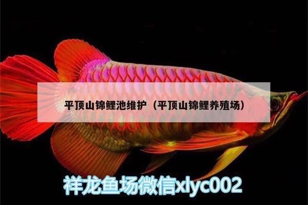 黑帝王魟魚適宜的養(yǎng)殖密度是多少：黑帝王魟魚養(yǎng)殖密度對比黑帝王魟魚養(yǎng)殖密度對比