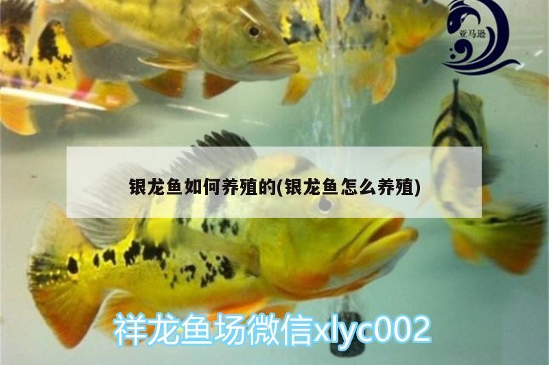 銀龍魚如何養(yǎng)殖的(銀龍魚怎么養(yǎng)殖)