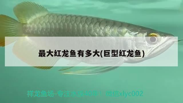 最大紅龍魚(yú)有多大：最大紅龍魚(yú)體長(zhǎng)能夠超過(guò)1米，紅龍魚(yú)體長(zhǎng)能超過(guò)1米