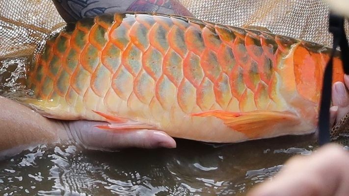 印尼野生紅龍魚紀錄片在線觀看高清：印尼野生紅龍魚紀錄片在線觀看