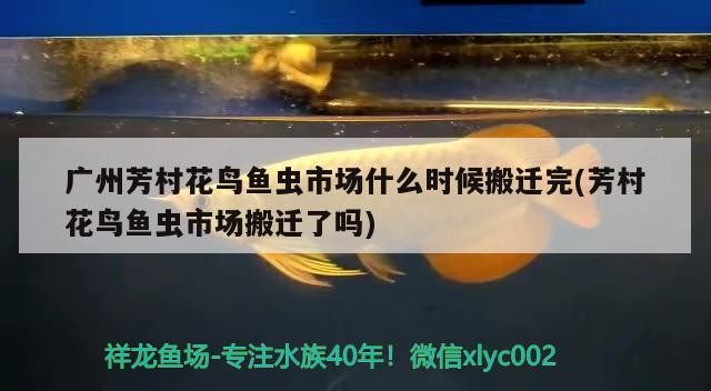 廣州芳村花鳥魚蟲市場什么時候搬遷完(芳村花鳥魚蟲市場搬遷了嗎)