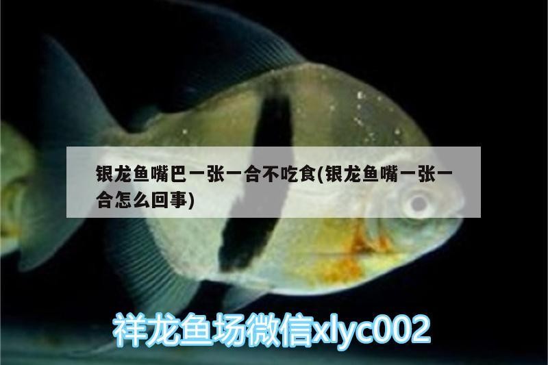 銀龍魚嘴巴一張一合不吃食(銀龍魚嘴一張一合怎么回事) 銀龍魚嘴巴一張一合不吃食(銀龍魚嘴一張一合怎么回事) 銀龍魚百科