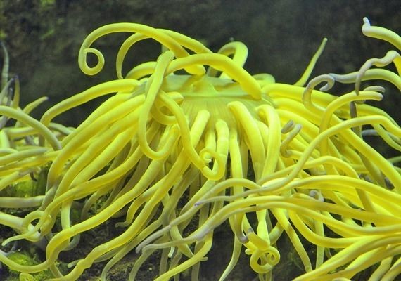 喂養龍魚的小魚如何消毒殺菌vs祥龍魚場：喂養龍魚的小魚消毒殺菌的方法