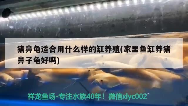 豬鼻龜適合用什么樣的缸養(yǎng)殖(家里魚缸養(yǎng)豬鼻子龜好嗎)