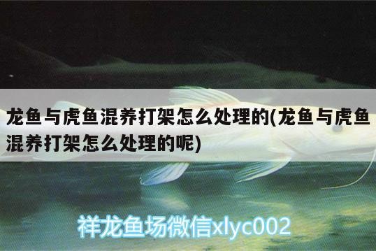 龍魚與虎魚混養打架怎么處理的(龍魚與虎魚混養打架怎么處理的呢)