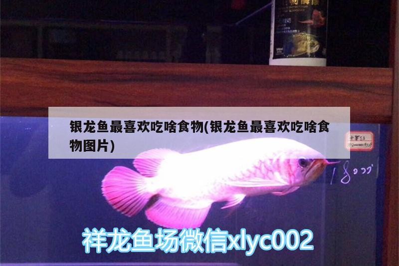 銀龍魚最喜歡吃啥食物(銀龍魚最喜歡吃啥食物圖片)