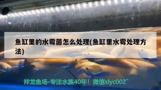 魚缸里的水霉菌怎么處理(魚缸里水霉處理方法)