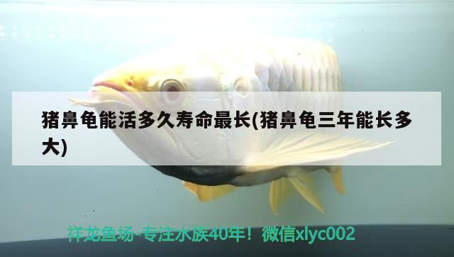 豬鼻龜能活多久壽命最長(豬鼻龜三年能長多大)