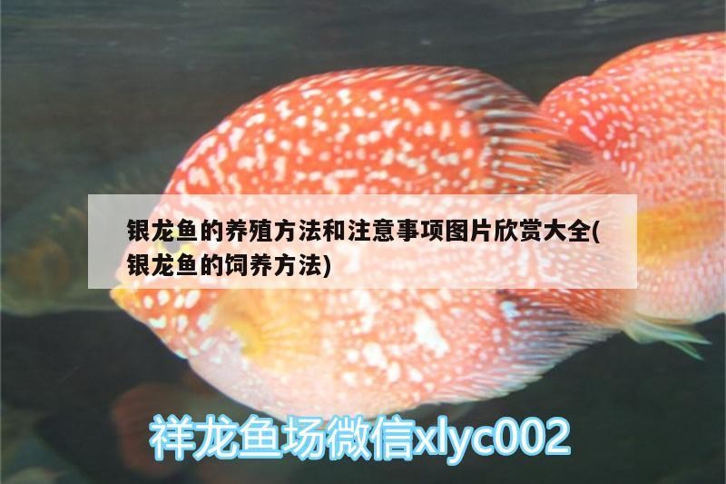 銀龍魚的養殖方法和注意事項圖片欣賞大全(銀龍魚的飼養方法)