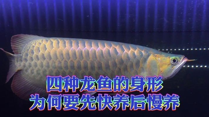 龍魚怎么快養vs祥龍魚場：龍魚快養方法和技巧