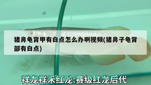 豬鼻龜背甲有白點怎么辦啊視頻(豬鼻子龜背部有白點) 豬鼻龜背甲有白點怎么辦啊視頻(豬鼻子龜背部有白點) 豬鼻龜百科