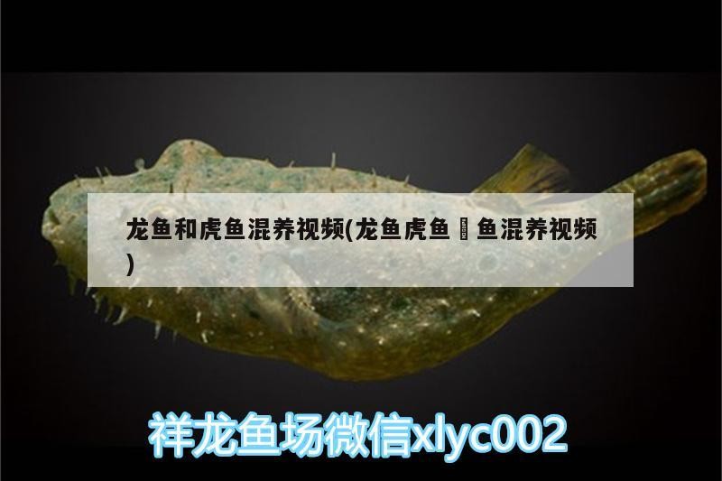 龍魚和虎魚混養視頻(龍魚虎魚魟魚混養視頻)