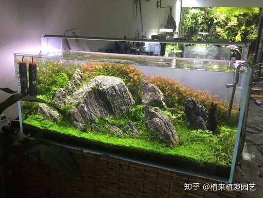 溫江魚缸批發市場在哪里啊幾點開門營業（溫江魚缸批發市場在哪里啊幾點開門營業的）