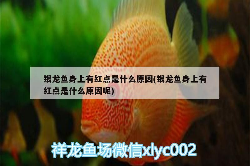 飼料 銀龍魚身上有紅點(diǎn)是什么原因(銀龍魚身上有紅點(diǎn)是什么原因呢) 銀龍魚百科 銀龍魚身上有紅點(diǎn)是什么原因(銀龍魚身上有紅點(diǎn)是什么原因呢) 銀龍魚身上有紅點(diǎn)是什么原因(銀龍魚身上有紅點(diǎn)是什么原因呢) 銀龍魚百科