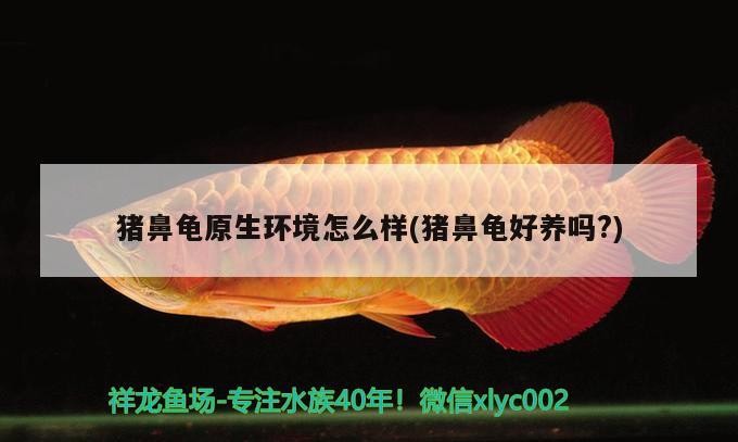 豬鼻龜原生環境怎么樣(豬鼻龜好養嗎?)