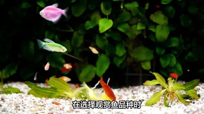 博特魚缸水泵官網電話查詢（博特魚缸水泵官網電話查詢）