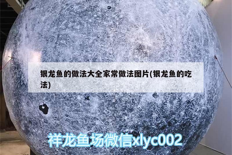 銀龍魚的做法大全家常做法圖片(銀龍魚的吃法) 銀龍魚的做法大全家常做法圖片(銀龍魚的吃法) 銀龍魚百科