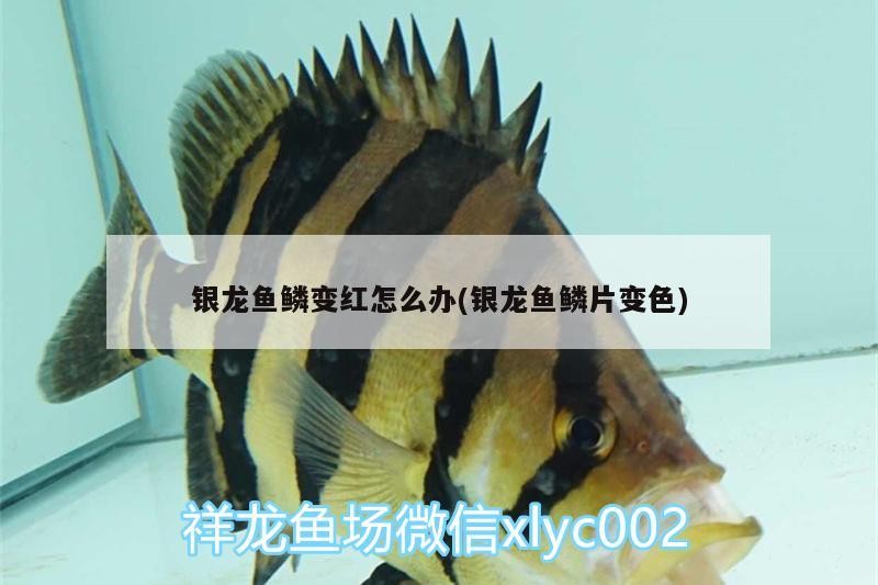 銀龍魚鱗變紅怎么辦(銀龍魚鱗片變色)