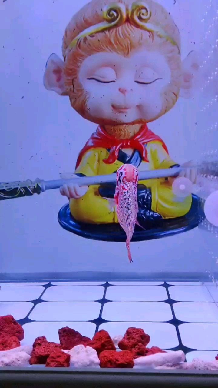 蘭州水族館吃晚飯啦 蘭州水族館吃晚飯啦 魟魚百科 第2張