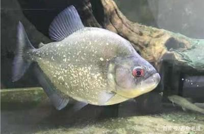 虎魚蘇虎和泰虎哪個好養(yǎng)一點：蘇虎和泰虎哪個好養(yǎng)一點 虎魚蘇虎和泰虎哪個好養(yǎng)一點：蘇虎和泰虎哪個好養(yǎng)一點 虎魚百科 第3張