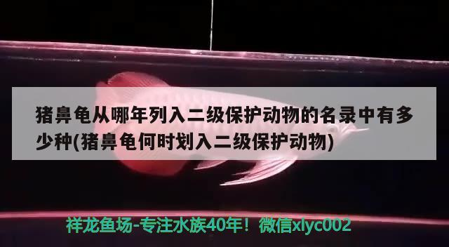 豬鼻龜從哪年列入二級(jí)保護(hù)動(dòng)物的名錄中有多少種(豬鼻龜何時(shí)劃入二級(jí)保護(hù)動(dòng)物)
