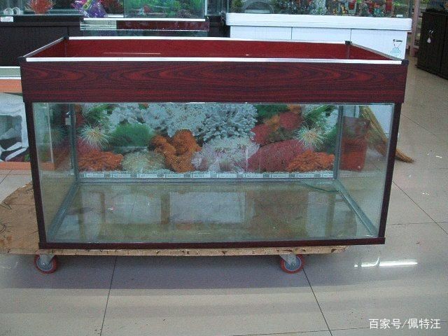 玻璃膠做魚缸有毒嗎:使用玻璃膠制作魚缸安全嗎 魚缸百科 第1張 玻璃膠做魚缸有毒嗎:使用玻璃膠制作魚缸安全嗎 玻璃膠做魚缸有毒嗎:使用玻璃膠制作魚缸安全嗎 魚缸百科 第1張