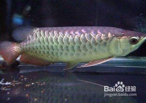 1～3厘米的金龍魚苗吃什么 1～3厘米的金龍魚苗吃什么 龍魚百科 第3張