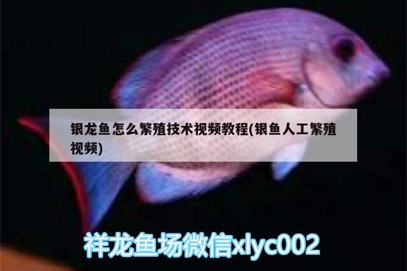 銀龍魚怎么繁殖技術視頻教程(銀魚人工繁殖視頻) 銀龍魚怎么繁殖技術視頻教程(銀魚人工繁殖視頻) 銀龍魚百科