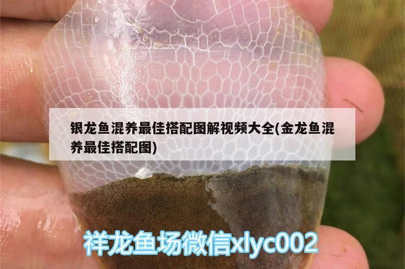 銀龍魚(yú)混養(yǎng)最佳搭配圖解視頻大全(金龍魚(yú)混養(yǎng)最佳搭配圖)