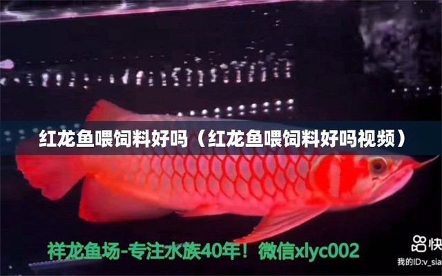 紅龍魚飼料礦物質重要性：紅龍魚飼料中礦物質的重要性 紅龍魚飼料礦物質重要性：紅龍魚飼料中礦物質的重要性 紅龍魚百科 第5張