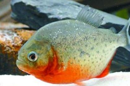 虎魚吃魚視頻：虎魚吃魚的相關視頻及資料
