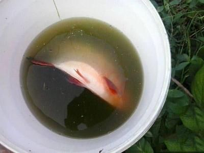 虎魚吃魚視頻：虎魚吃魚的相關視頻及資料