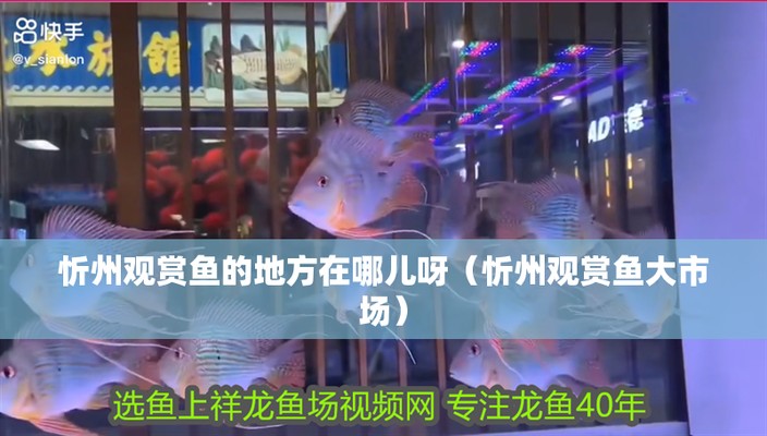 <strong><mark>忻州</mark></strong>紅龍魚價格2688貴嗎？