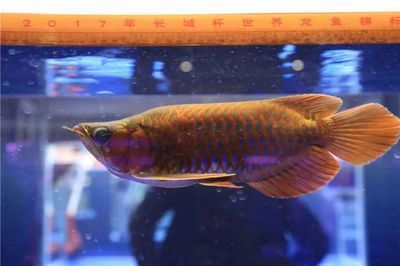 忻州紅龍魚價格2688貴嗎？