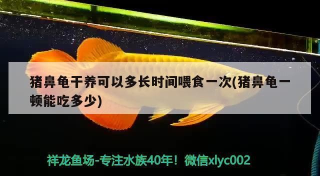 豬鼻龜干養(yǎng)可以多長時(shí)間喂食一次(豬鼻龜一頓能吃多少)