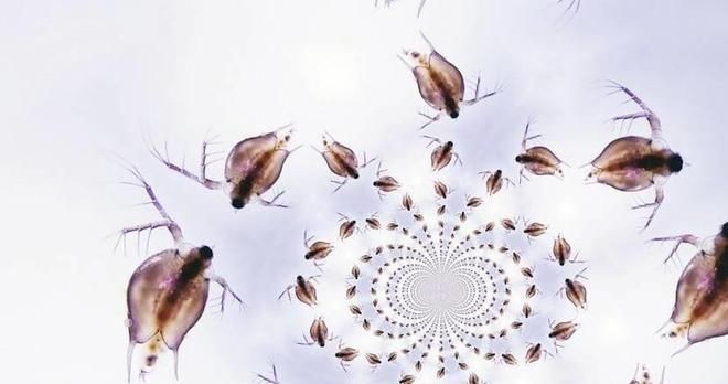 金龍魚苗喂食指南：金龍魚苗喂養(yǎng)指南 金龍魚苗喂食指南：金龍魚苗喂養(yǎng)指南 金龍魚百科 第3張