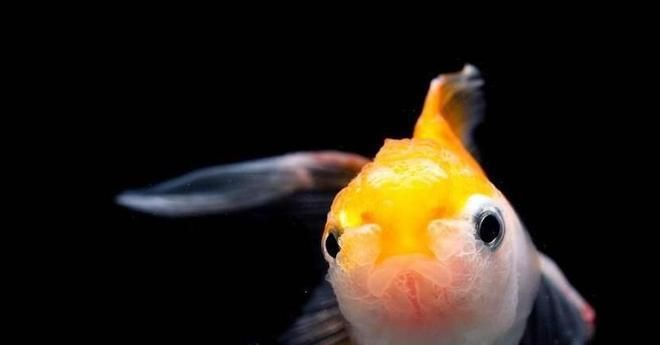 金龍魚苗喂食指南：金龍魚苗喂養(yǎng)指南 金龍魚苗喂食指南：金龍魚苗喂養(yǎng)指南 金龍魚百科 第4張