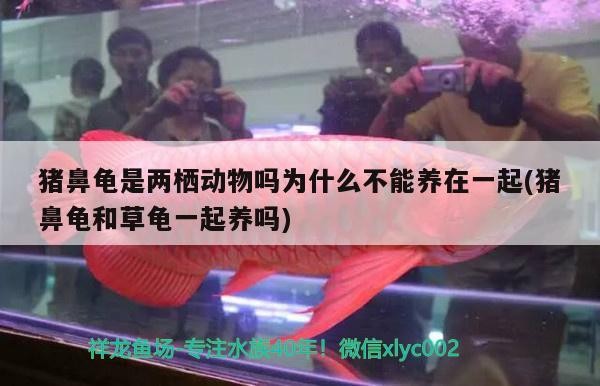 豬鼻龜是兩棲動物嗎為什么不能養在一起(豬鼻龜和草龜一起養嗎)