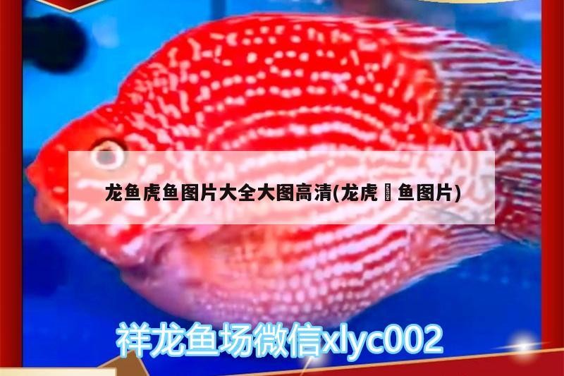 龍魚虎魚圖片大全大圖高清(龍虎魟魚圖片)