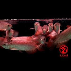 新加坡練手紅龍魚是什么意思：養殖新加坡練手紅龍魚需要注意的幾個方面
