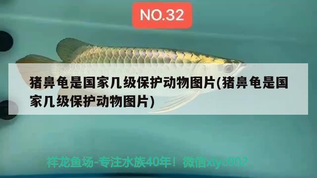 豬鼻龜是國家幾級保護動物圖片(豬鼻龜是國家幾級保護動物圖片)