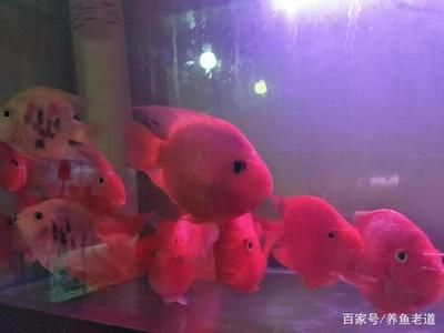大魚(yú)缸養(yǎng)小魚(yú)：大魚(yú)缸養(yǎng)小魚(yú)在大魚(yú)缸中養(yǎng)小魚(yú)需要注意什么問(wèn)題
