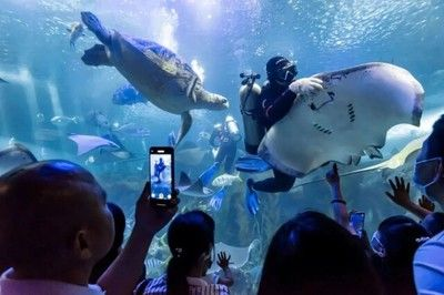 長沙水族館vs祥龍魚場（長沙水族館與祥龍魚場之間的差異需要明確兩者的區別）