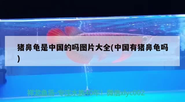 豬鼻龜是中國的嗎圖片大全(中國有豬鼻龜嗎)