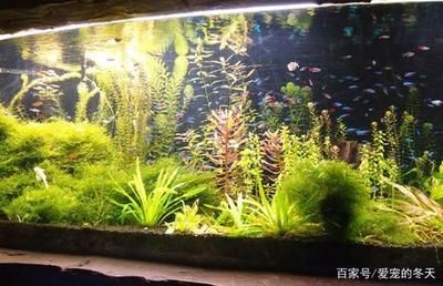冬天魚缸水草