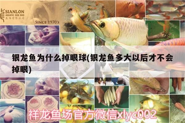 銀龍魚為什么掉眼球(銀龍魚多大以后才不會(huì)掉眼) 銀龍魚為什么掉眼球(銀龍魚多大以后才不會(huì)掉眼) 銀龍魚百科